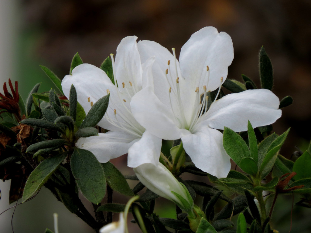 azalea blanca