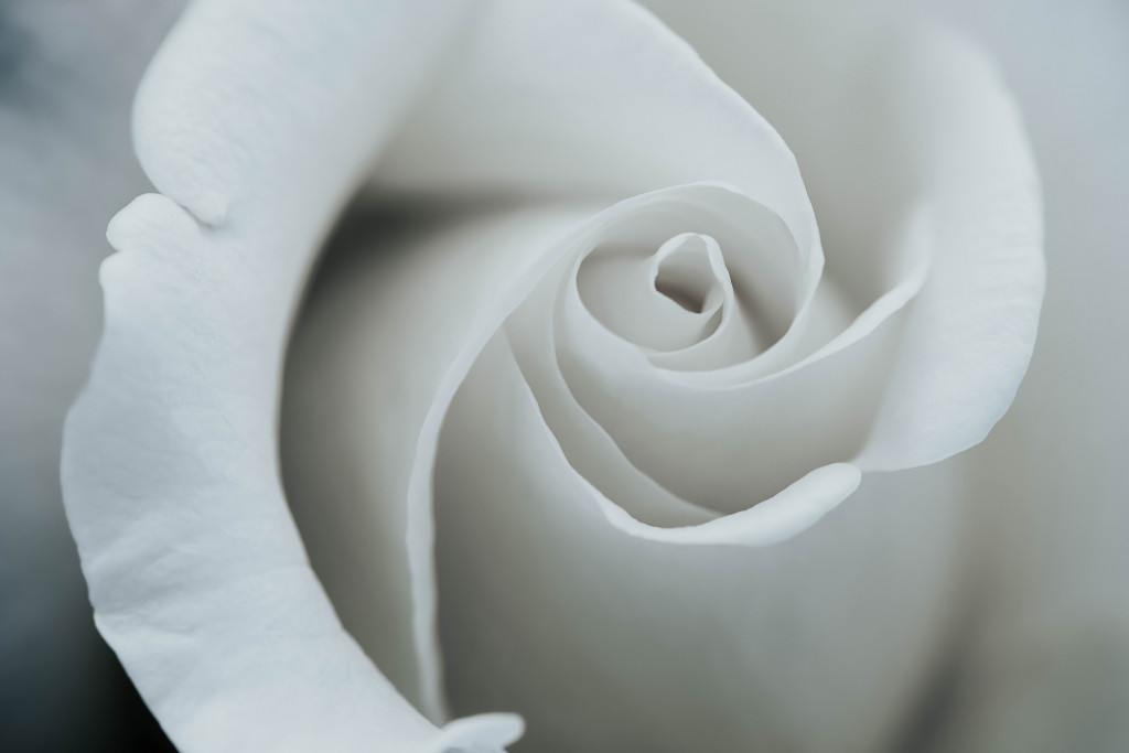 rosa blanca significado