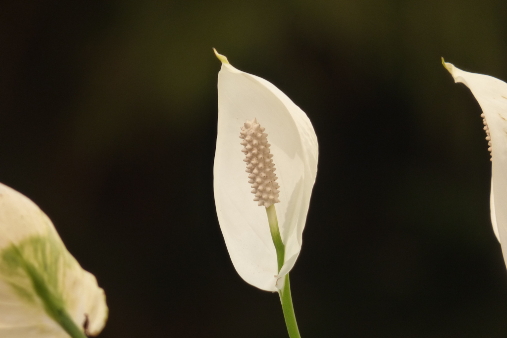 flor anturio blanco