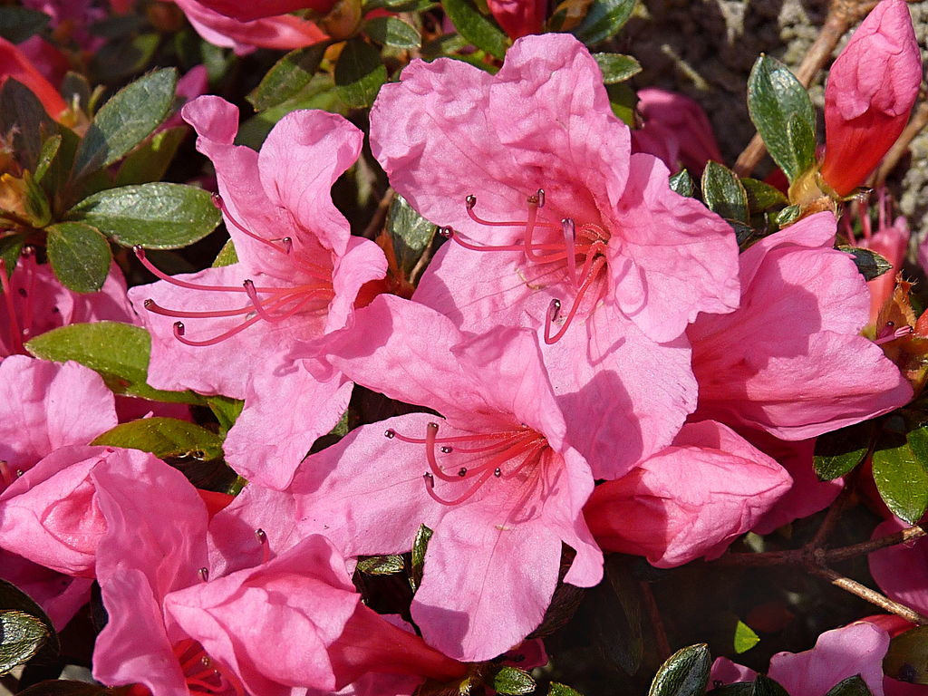 azalea rosa