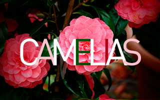 camelias
