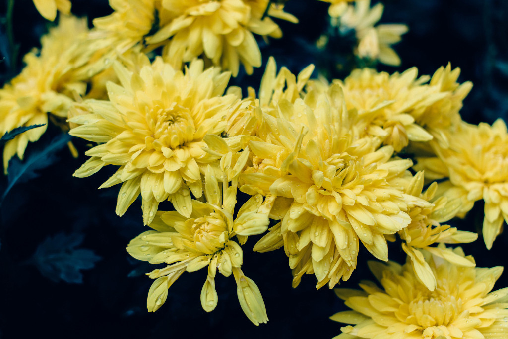 flores de crisantemos amarillas
