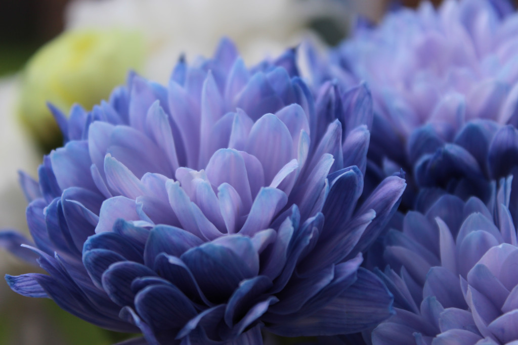 flores de crisantemos azul