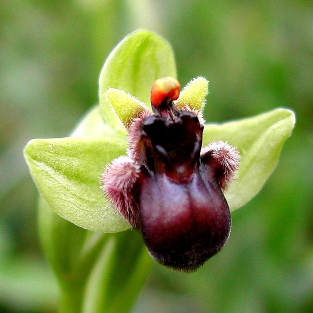 orquídea abejorro