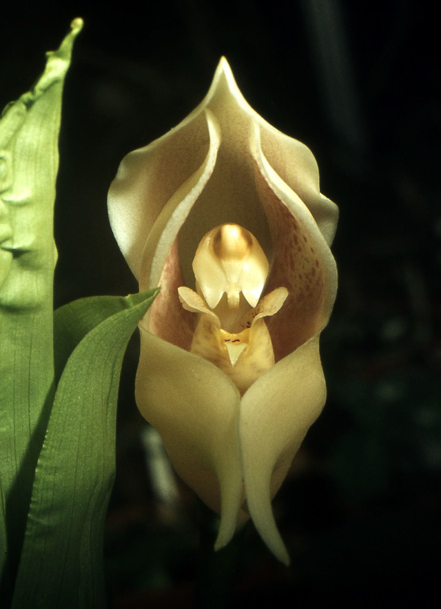 orquídea bebés envueltos