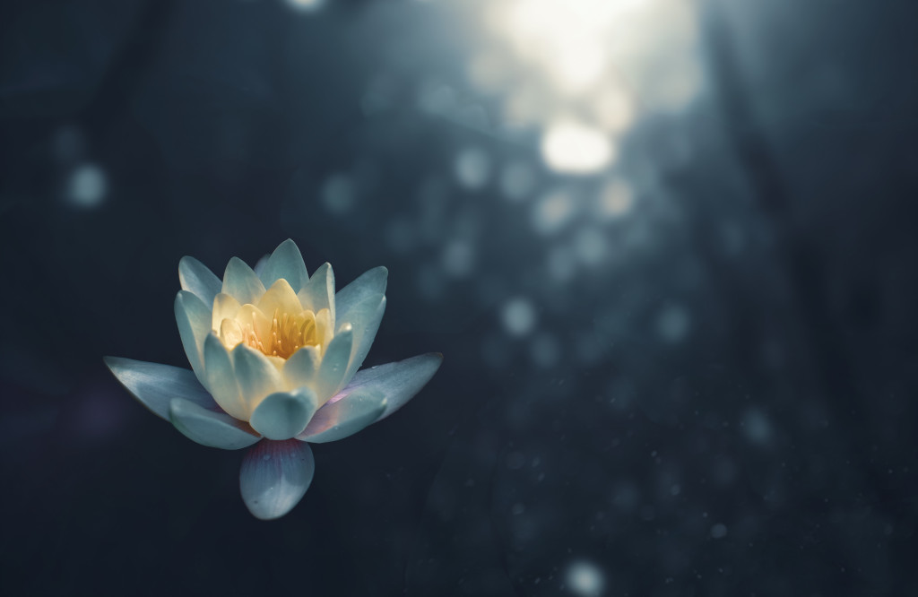 Flor de loto en el agua