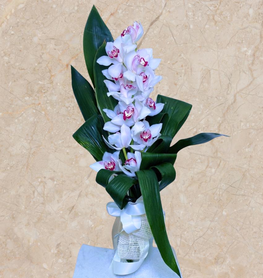 orquidea blanca