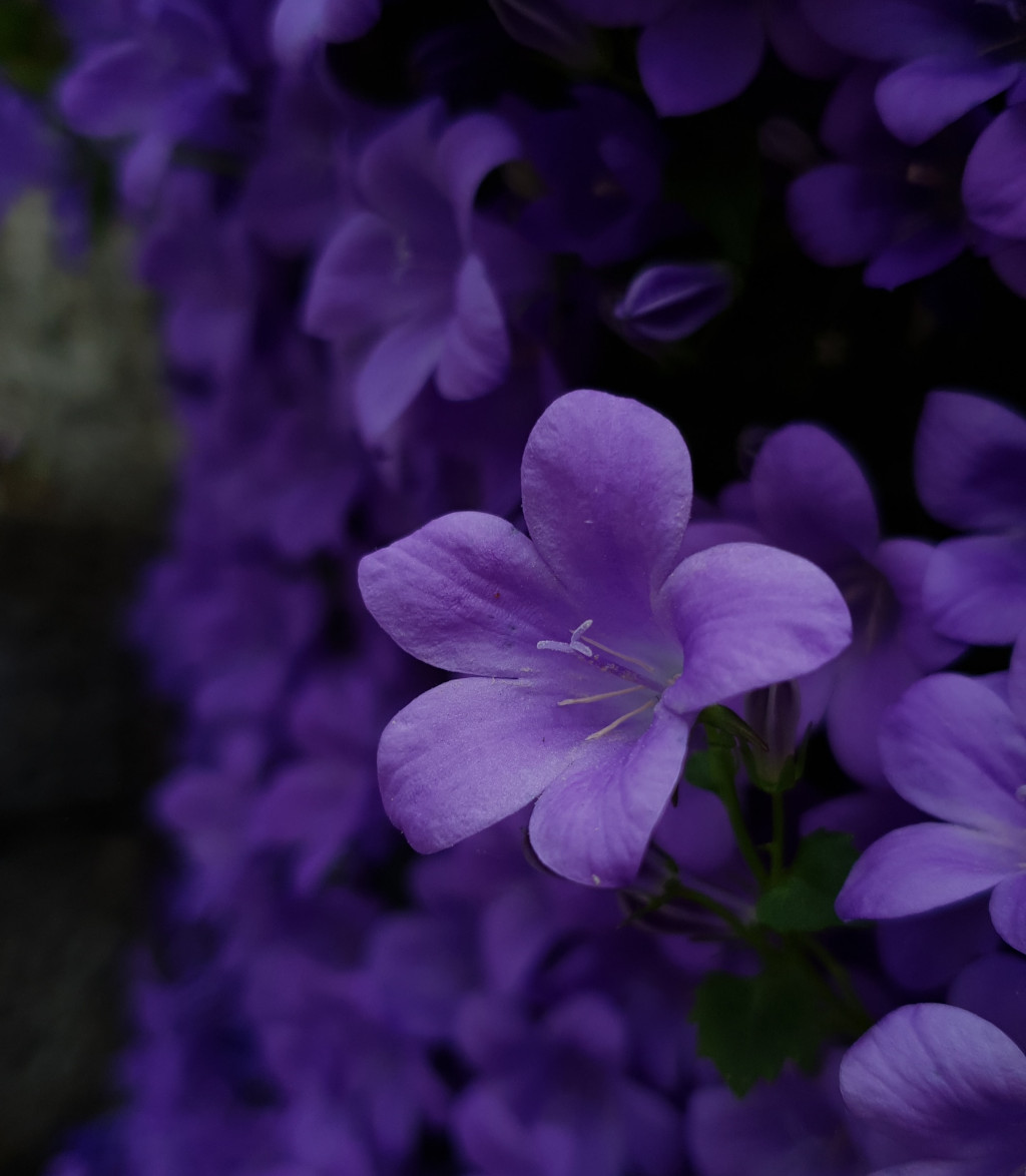 flores lila