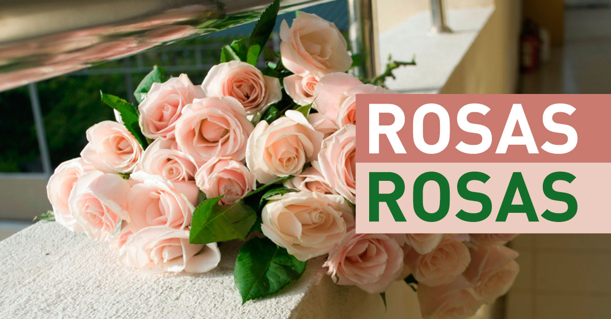 Rosas rosas